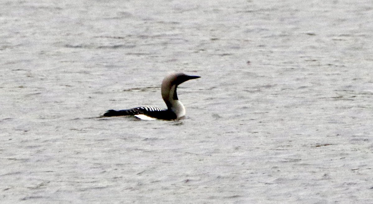 marcbuzzard's tweet image. Exploring NE Scotland with @OwenPar91687609 All three divers in breeding plumage, Great and Arctic Skuas, lots of Osprey action (including watching juvs practicing to dive!), 100s of Arctic Terns, 1000s of Common Gulls and Kittiwakes, returning waders and amazing scenery! ☺️👍🏴
