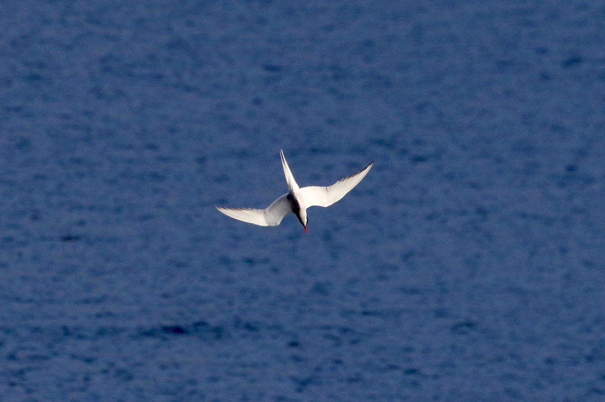 marcbuzzard's tweet image. Exploring NE Scotland with @OwenPar91687609 All three divers in breeding plumage, Great and Arctic Skuas, lots of Osprey action (including watching juvs practicing to dive!), 100s of Arctic Terns, 1000s of Common Gulls and Kittiwakes, returning waders and amazing scenery! ☺️👍🏴