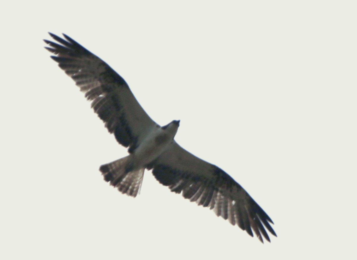 marcbuzzard's tweet image. Exploring NE Scotland with @OwenPar91687609 All three divers in breeding plumage, Great and Arctic Skuas, lots of Osprey action (including watching juvs practicing to dive!), 100s of Arctic Terns, 1000s of Common Gulls and Kittiwakes, returning waders and amazing scenery! ☺️👍🏴