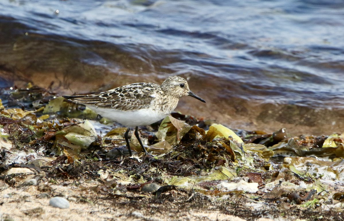 marcbuzzard's tweet image. Exploring NE Scotland with @OwenPar91687609 All three divers in breeding plumage, Great and Arctic Skuas, lots of Osprey action (including watching juvs practicing to dive!), 100s of Arctic Terns, 1000s of Common Gulls and Kittiwakes, returning waders and amazing scenery! ☺️👍🏴