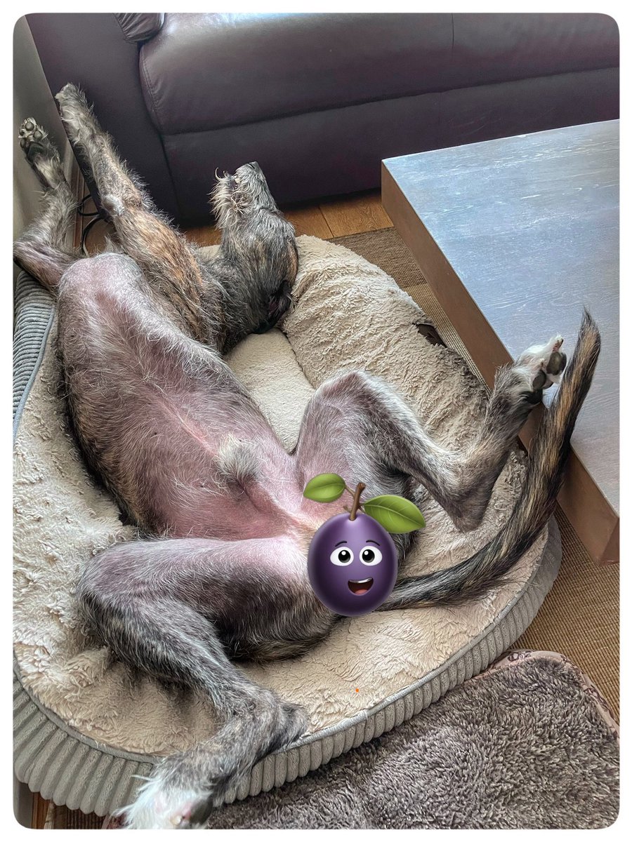flyabout7's tweet image. Ralph’s dreaming of becoming the future poster boy for the sausage industry. 🙄😂

Sausages eaten and that’s him for the afternoon. 😴 

#SausageSunday
#LazyLurcher
#AdoptDontShop.