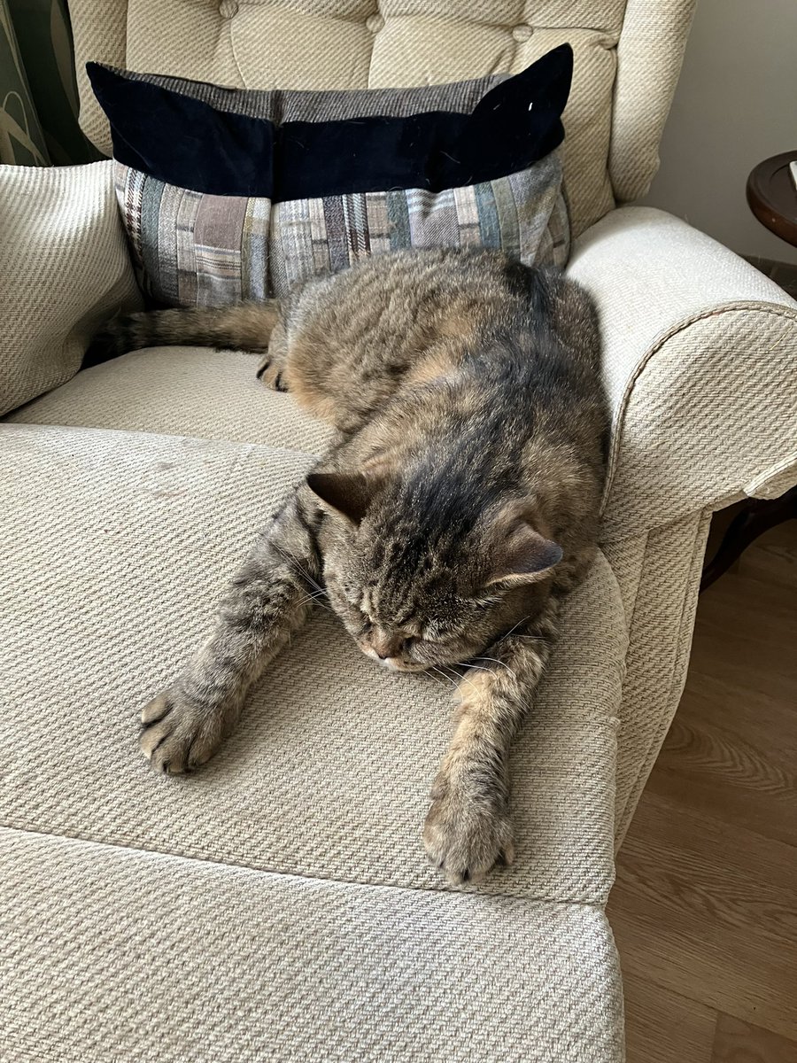 I thought he was being friendly but actually he just wanted the chair (with foot rest up). 😹 He has multiple beds.