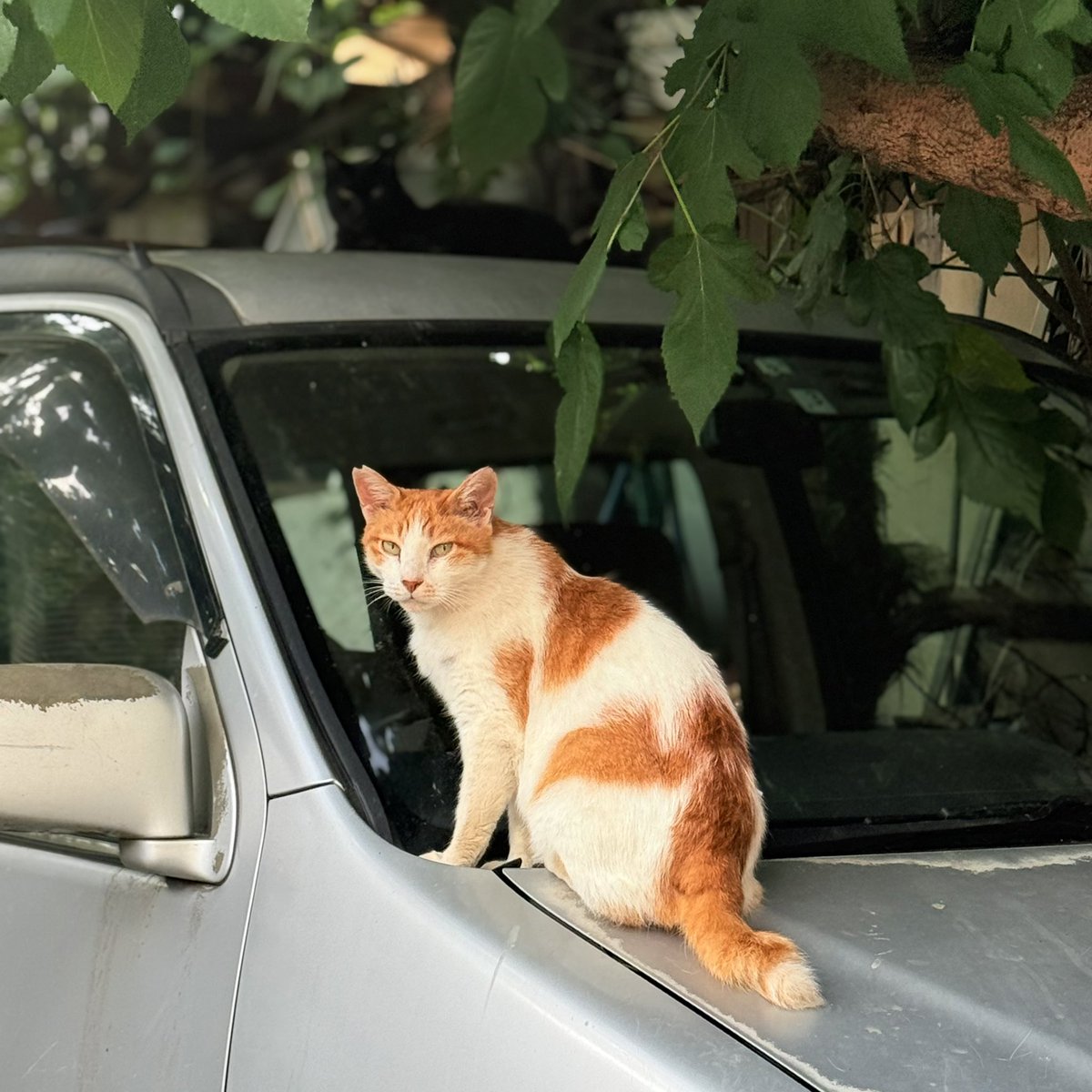 pichikyo's tweet image. 地域猫。よく見たら奥に