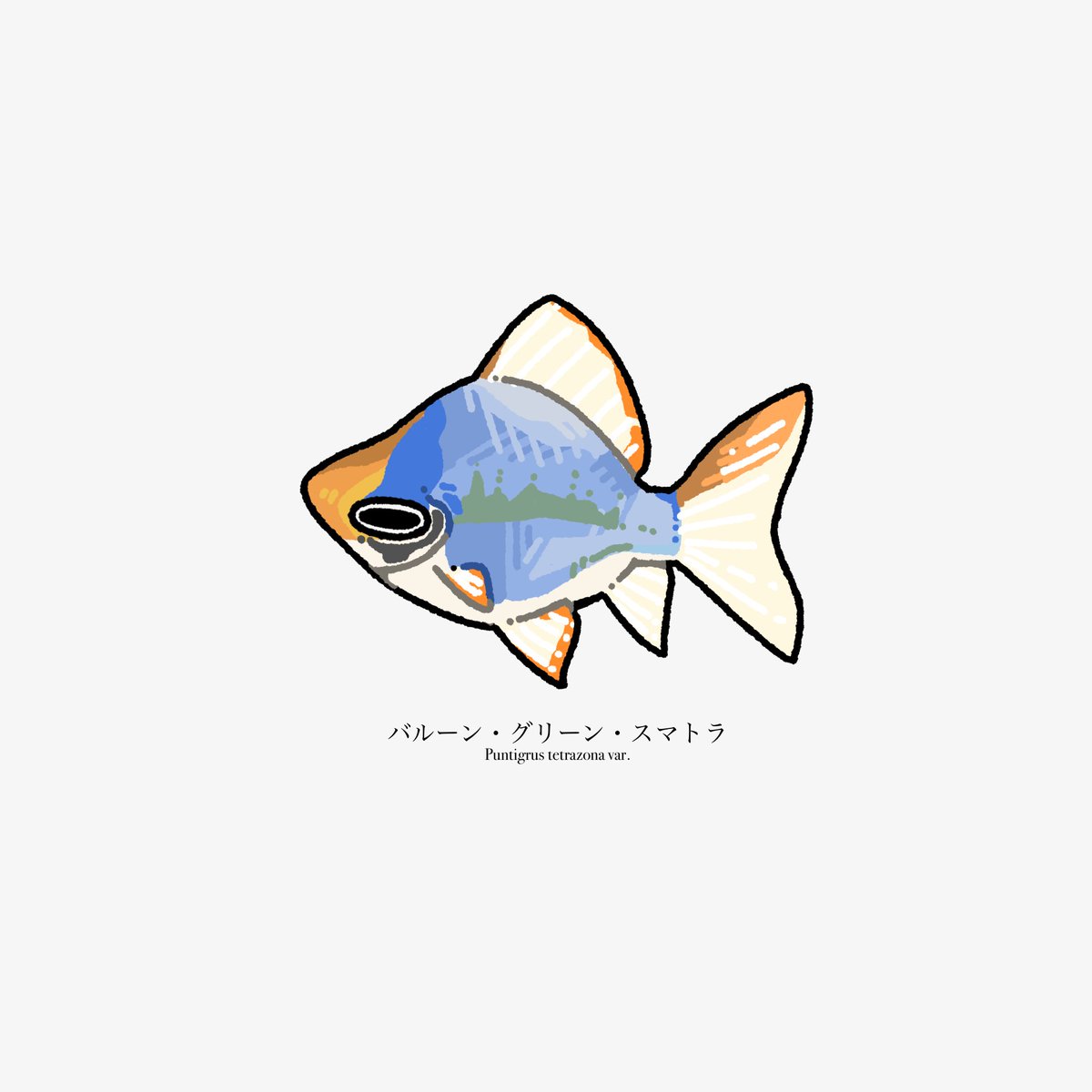 Uebara_day's tweet image. 🐟82日目
ﾊﾞﾙｰﾝ・ｸﾞﾘｰﾝ・ｽﾏﾄﾗ