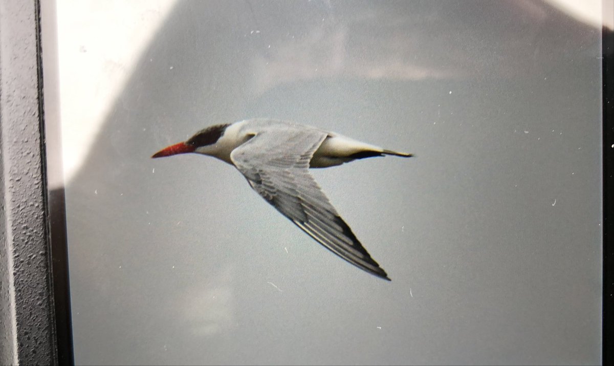 Oliver Paisey (@oliver_paisey) on Twitter photo Mid point: Caspian tern has landed on the peninsula where waders are roosting <a href="/slimbridge_wild/">Slimbridge Sightings</a> #GlosBirds Mid point: Caspian tern has landed on the peninsula where waders are roosting <a href="/slimbridge_wild/">Slimbridge Sightings</a> #GlosBirds