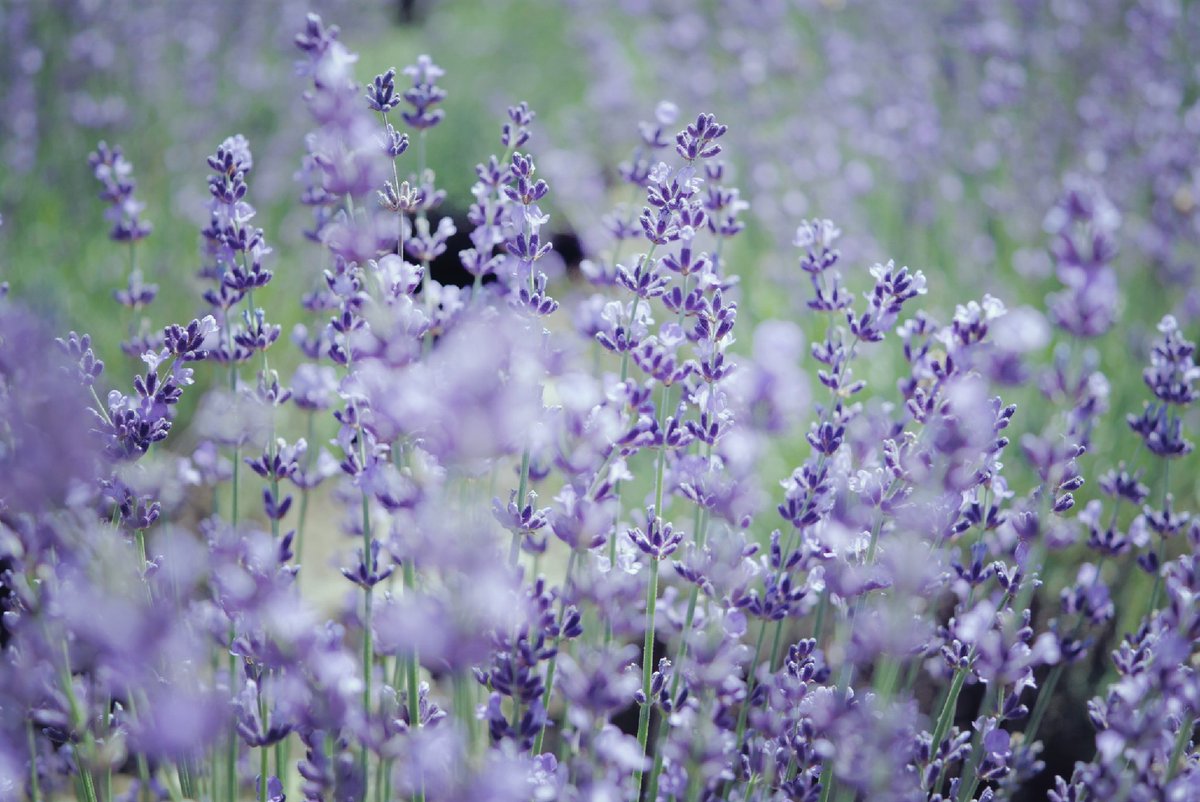 espr___'s tweet image. 