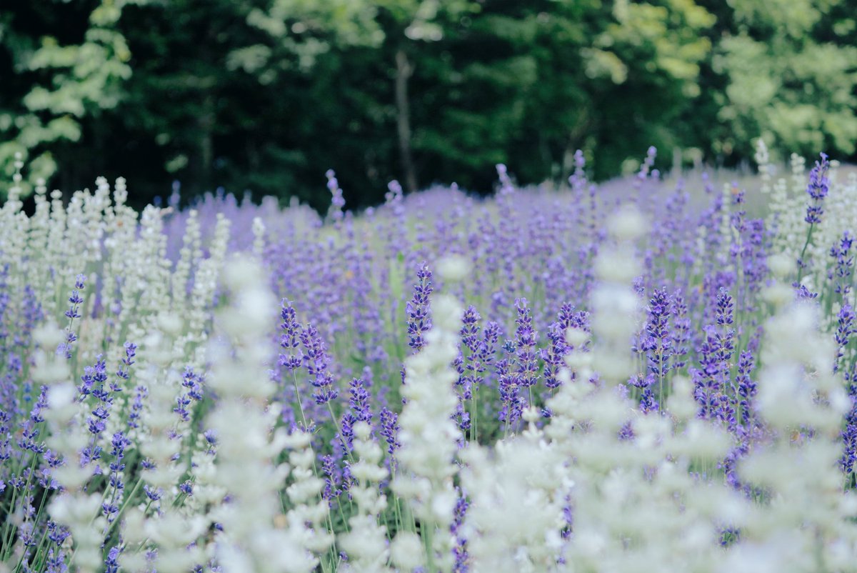 espr___'s tweet image. 
