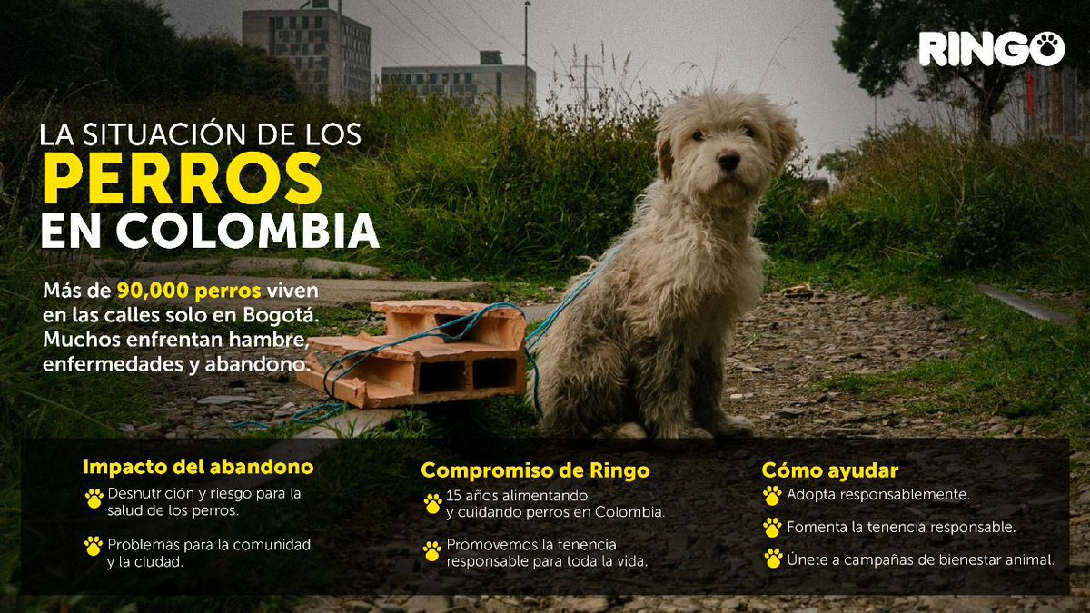 efectoringo's tweet image. ¿Qué estamos haciendo con el #EfectoRingo? ❤️🐶
Rescatando y transformando la vida de perros abandonados, junto con marcas y personas que creen en el poder del amor y la tenencia responsable.