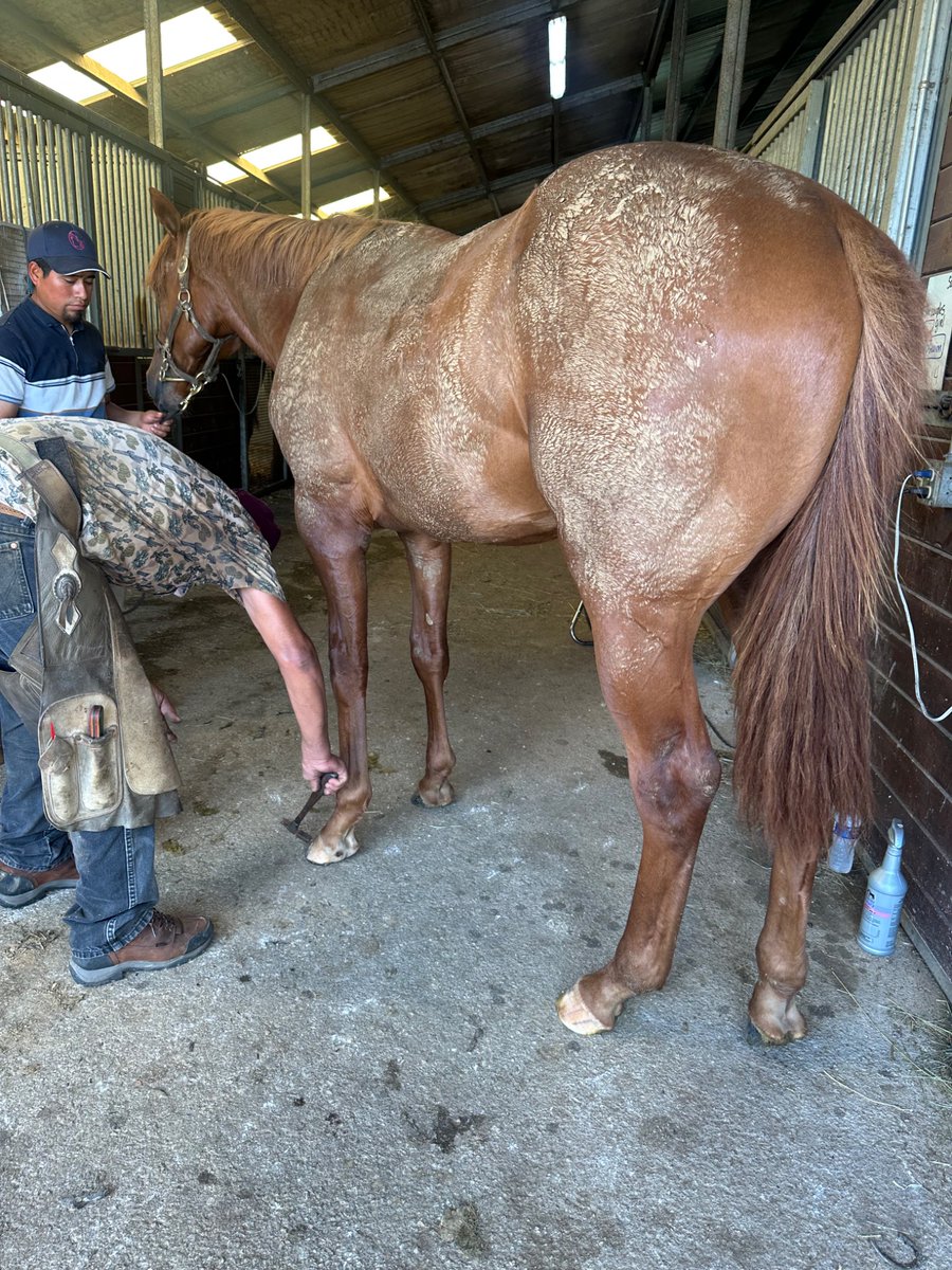 MachmerHall's tweet image. Corniche @coolmoreamerica colt out of Story Untold getting his sales shoes put on for @FasigTiptonCo Saratoga!! All that mud just means that he had a blast outside last night in his paddock @craigbrogden @MachmerHallSls He will be all cleaned up and shiny come showtime!!!! ❤️❤️❤️
