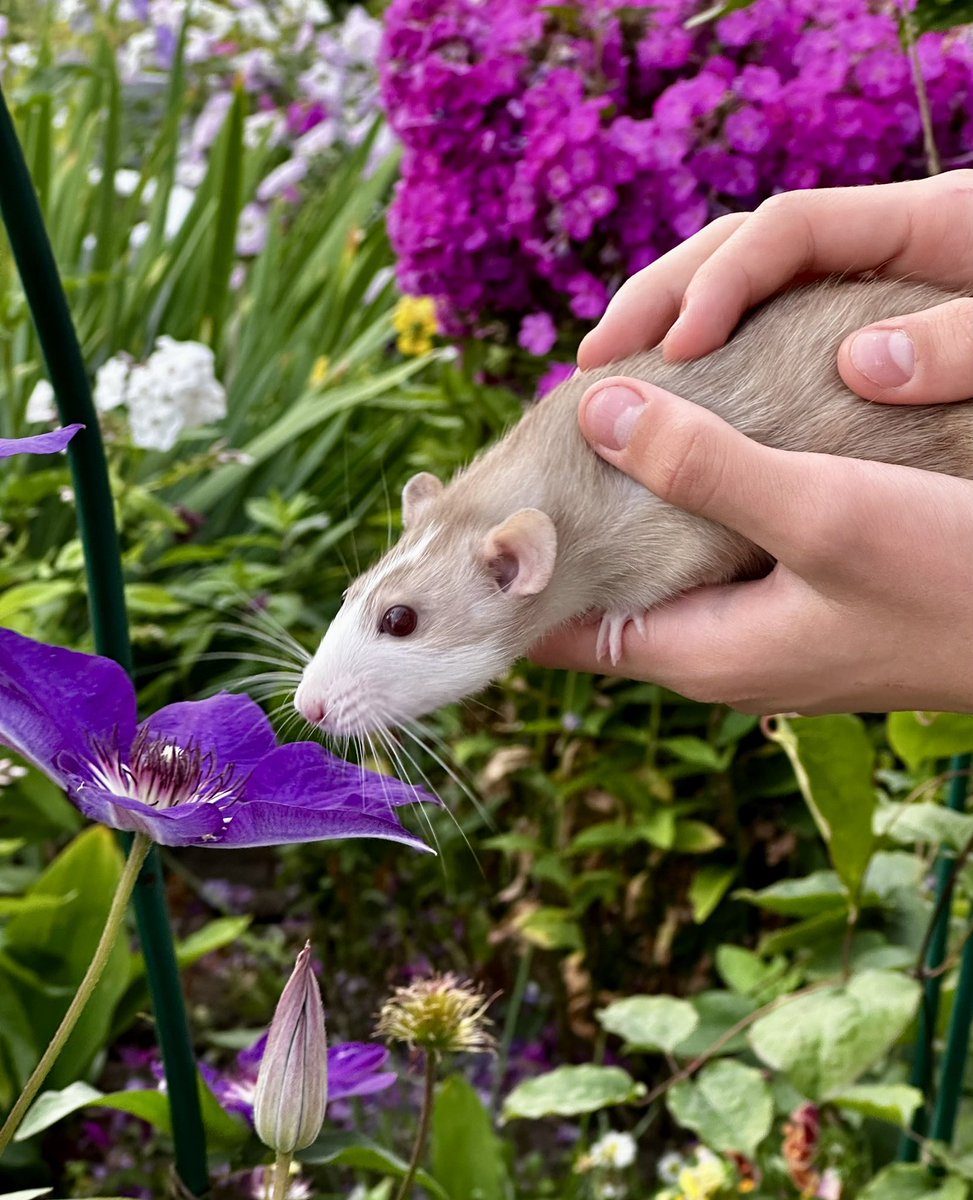 Анастасия Черешня tweet media