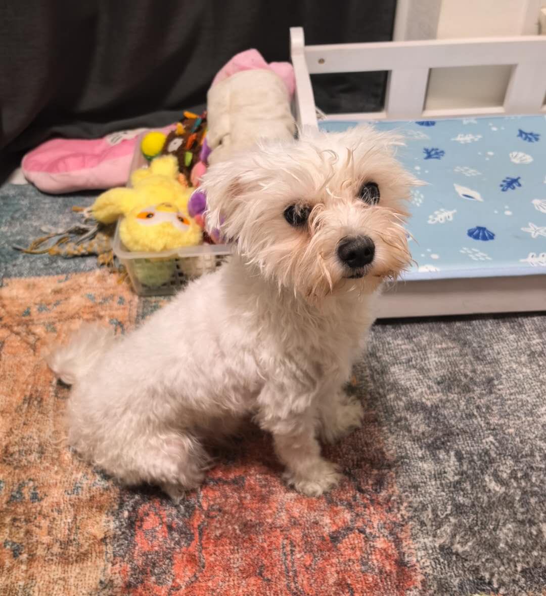 QU_R9TS's tweet photo. First time trying to give my dog a haircut.
Big mistake😅 https://t.co/WJQKeVs1cC