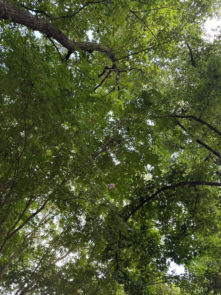alanfossler's tweet image. Tree umbrellas. Perfect for patio reading.