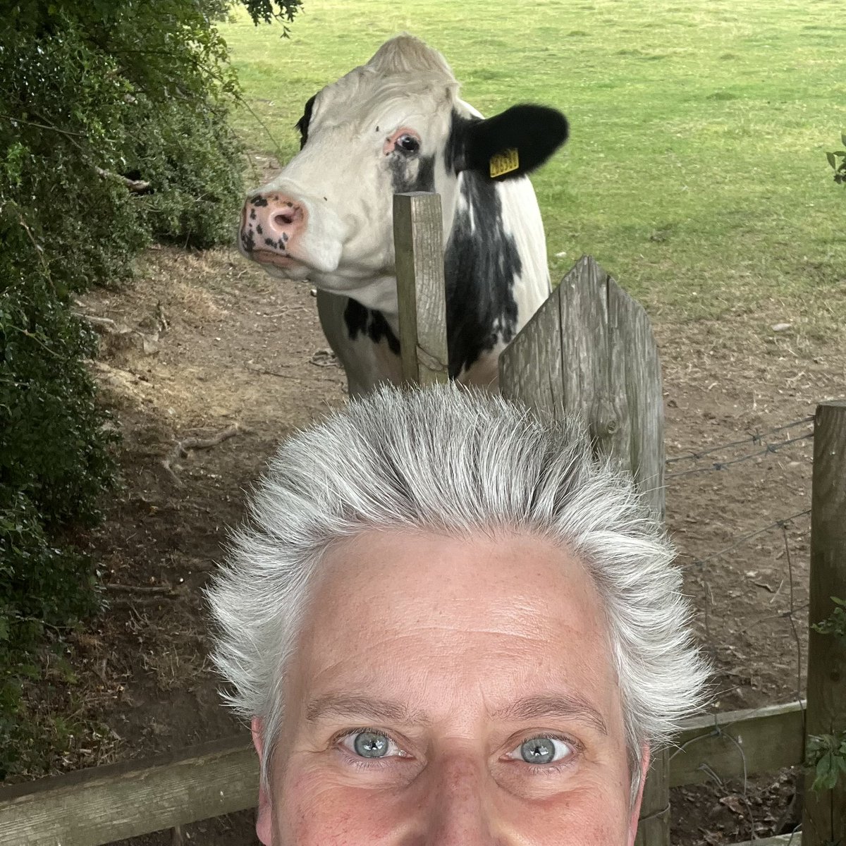 soopoftheday's tweet image. Today’s kind of walk…
(A cow at the gate down the country road.)