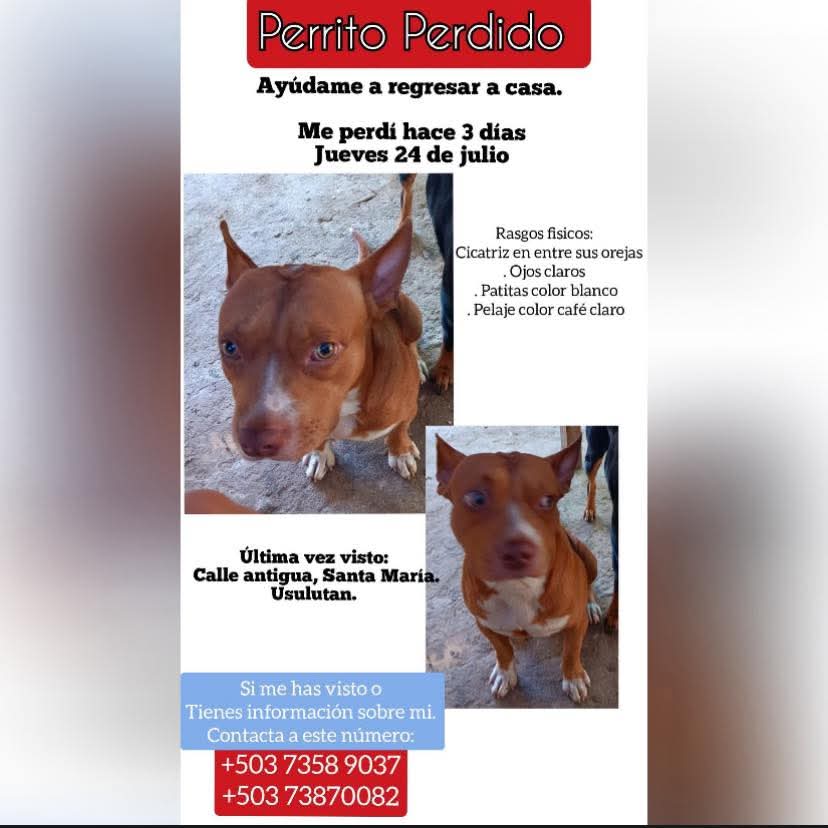 lyssitta's tweet image. #ServicioSocial
EXTRAVIADO 🚨🚨