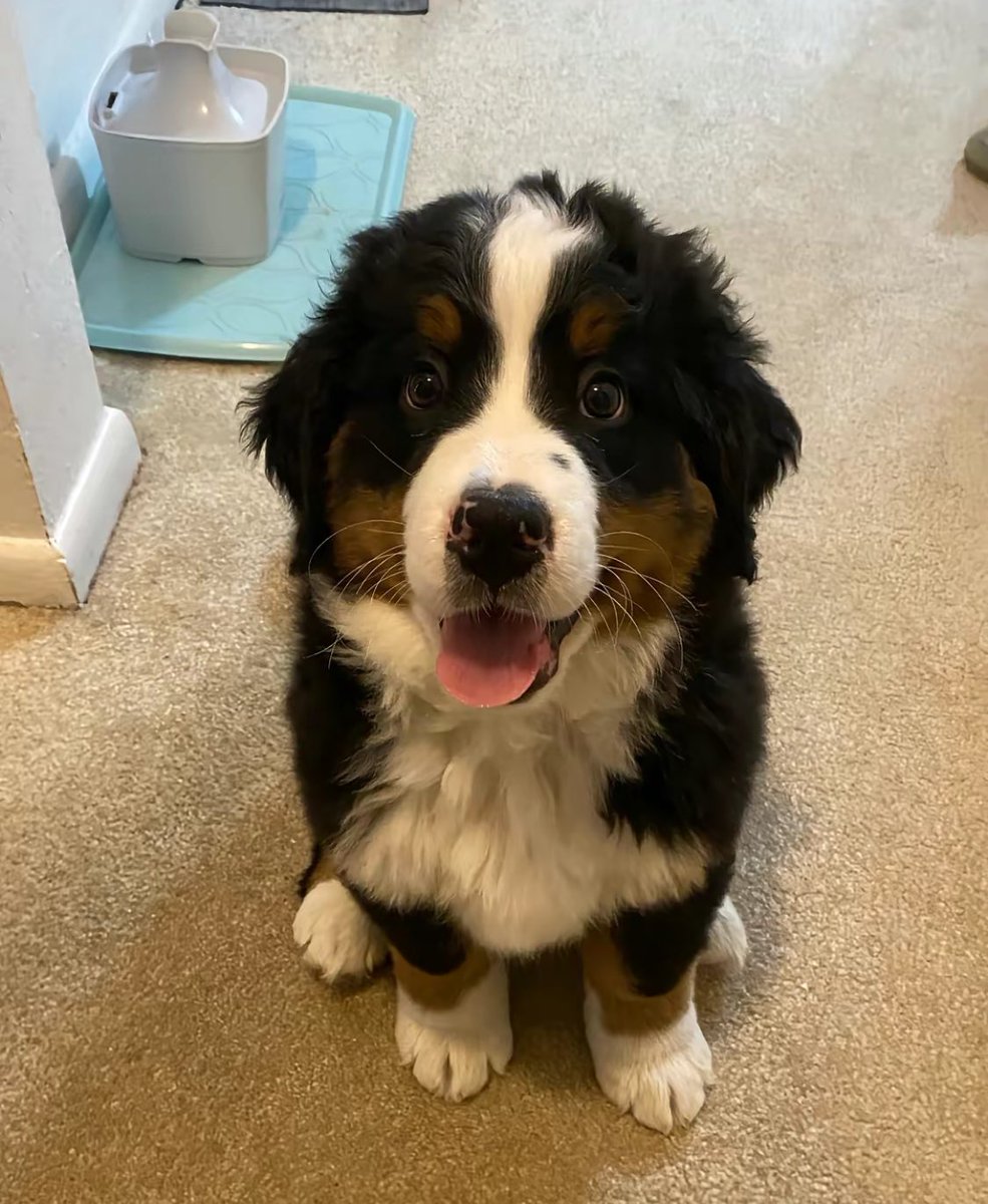 femnpcs's tweet image. aa hoping to add bernese mountain dog in the game, i beg of u 🙏🏼🙏🏼 they’re adorable babies 🥹
@PlayAdoptMe @JesseRaen