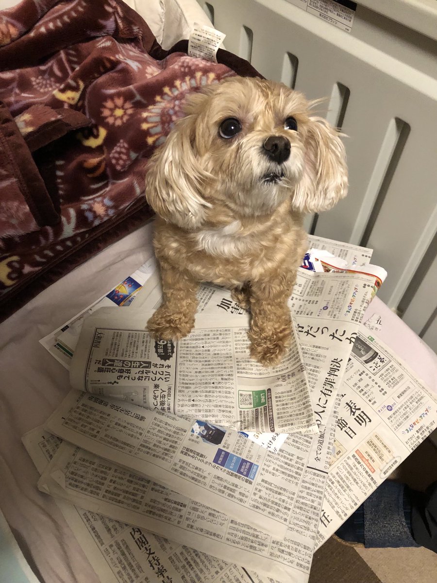 nyakop536's tweet image. 母の介護ベッドで
新聞の山に乗るのが好きな
「牢名主」のんちゃん。
イボを手術した包帯が、任侠モノのサラシみたい😅
今お医者さんに通ってます。
先生が大好きな子です。
#のんちゃん #マルプー
#犬との生活 #犬のいる暮らし
#犬好きさんと繋がりたい