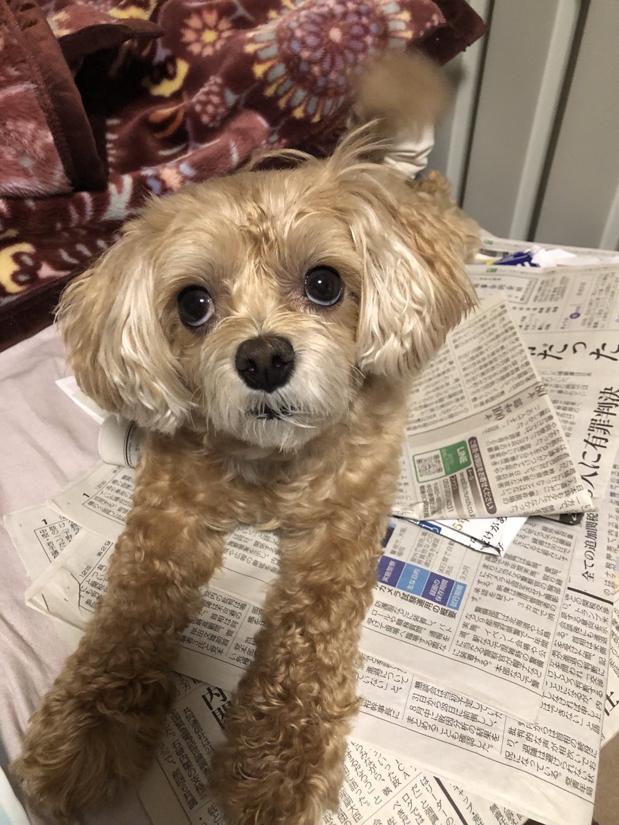 nyakop536's tweet image. 母の介護ベッドで
新聞の山に乗るのが好きな
「牢名主」のんちゃん。
イボを手術した包帯が、任侠モノのサラシみたい😅
今お医者さんに通ってます。
先生が大好きな子です。
#のんちゃん #マルプー
#犬との生活 #犬のいる暮らし
#犬好きさんと繋がりたい
