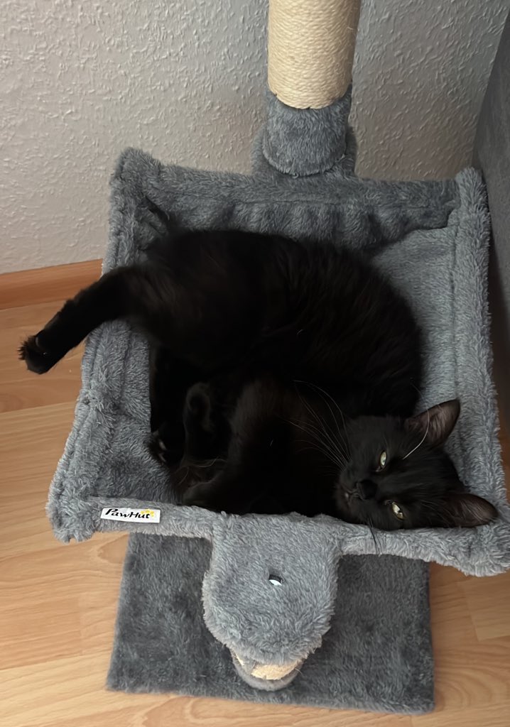 right (@rightcs_) on Twitter photo IGL POV Stream Alarm ‼️
Es ist ESEA Intermediate Spieltag Nr. 5 meine Damen und Herren o7
19:00 auf ttv/rightcs_
(meine Katze dient zum
Impressions farmen - bitte liken und retweeten)
<a href="/regnum4games/">regnum4games</a> #r4g IGL POV Stream Alarm ‼️
Es ist ESEA Intermediate Spieltag Nr. 5 meine Damen und Herren o7
19:00 auf ttv/rightcs_
(meine Katze dient zum
Impressions farmen - bitte liken und retweeten)
<a href="/regnum4games/">regnum4games</a> #r4g