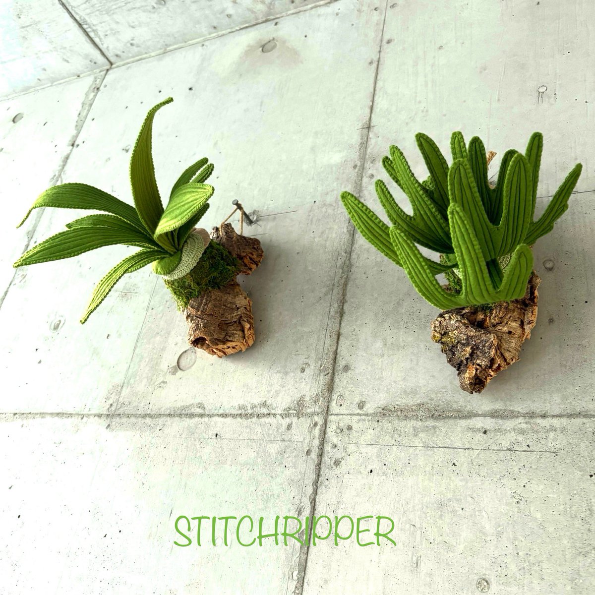 StitchripperD's tweet image. 🌵梱包発送準備中のビカクシダ2種です
樹皮コルクに着けてあります
下方から撮影🍀
香川県の文遊館さんで開催中のイベントに8月から出展させていただきます @bunyuukan
《文遊館の昆虫と植物展》
開催期間 : 7/19日(土)~8/31(日)
#platycerium #フェイクグリーン #fakegreen