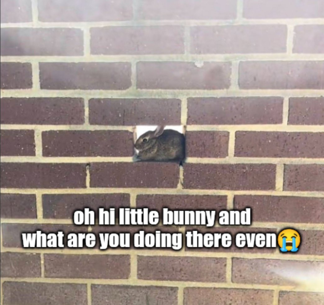digitalbunny02's tweet image. Good morning 😁😁 look at this silly photo of a bunny I found!!
