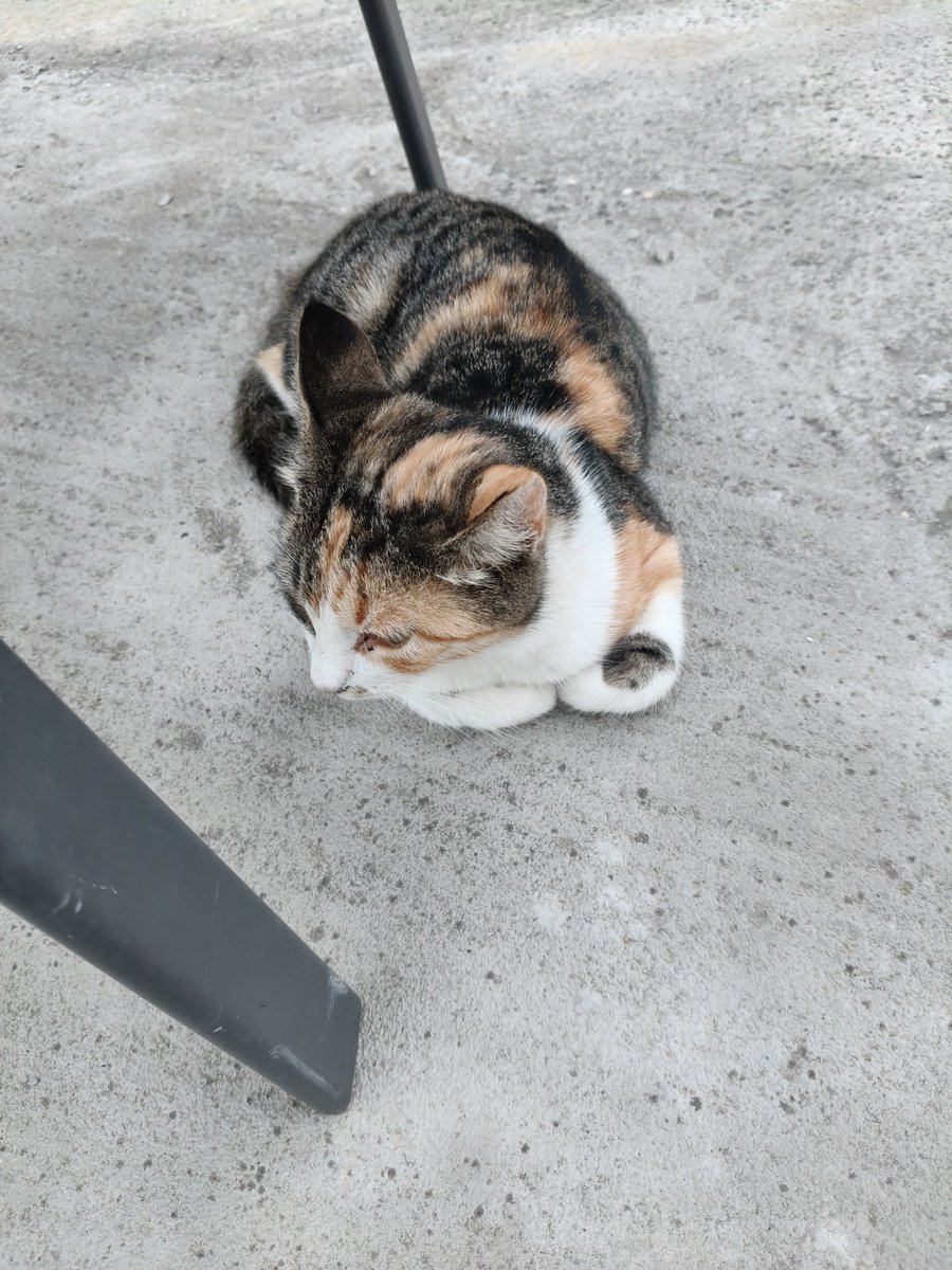 paymax12's tweet image. RIP to my sweet princess I swear to fucking god I&apos;ll find the person who poisoned you