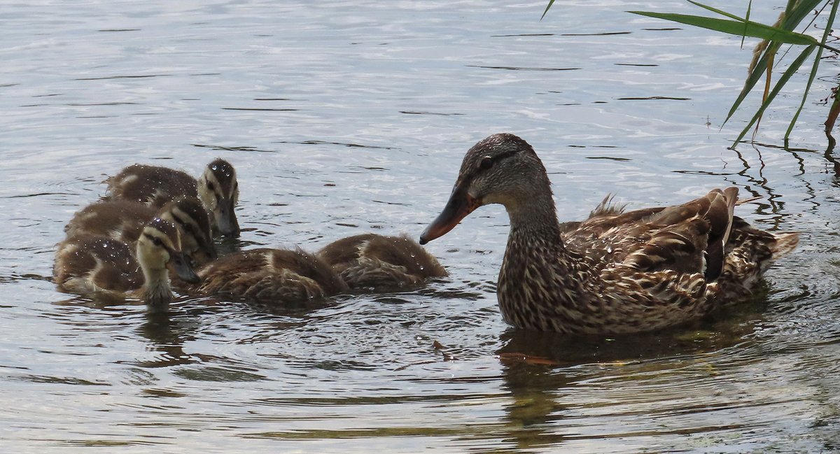phoenixkevin76's tweet image. Mom and the kids.