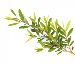 cheridurbin's tweet photo. Tea tree oil, also known as melaleuca oil, is an essential oil distilled from the leaves of the native Australian plant Melaleuca. Here is a great article that discusses 11 benefits of the melaleuca plant. https://t.co/PSha33UqbK #melaleuca #healthbenefits #teatreeoil https://t.co/weY4DOIXf6