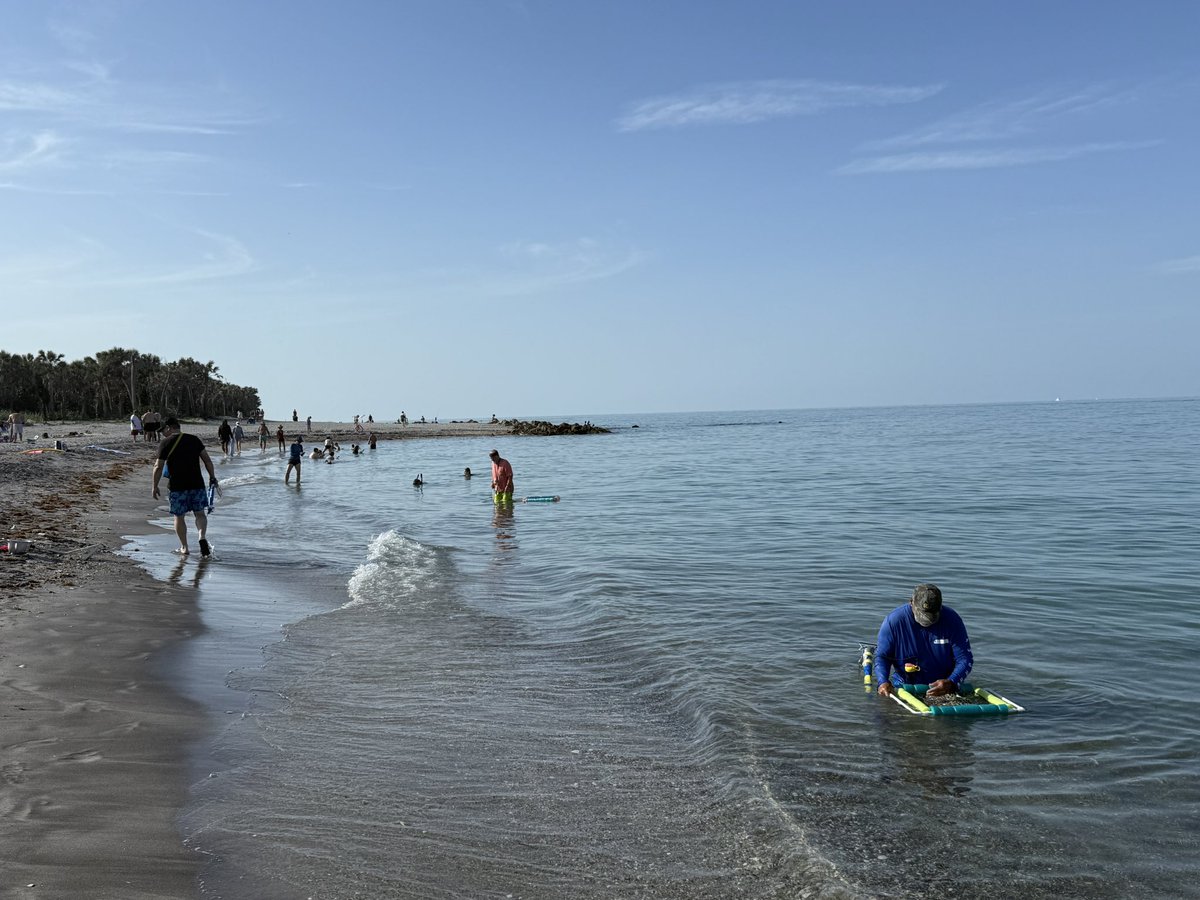 Latinvixen's tweet image. Shark tooth hunting with @roscoraccoon