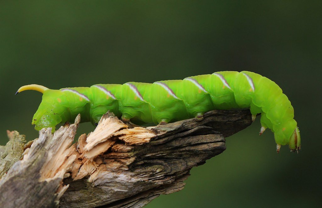cra46159's tweet image. Saw one of these today in the garden - about 3" long. A privet hawk moth caterpillar. I saved it from my puppy & pussy cat who didn't know whether to eat it or not 🙄 Best not I think 😍