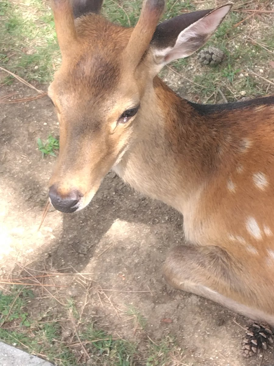 ROMONKEGANI's tweet image. 鹿