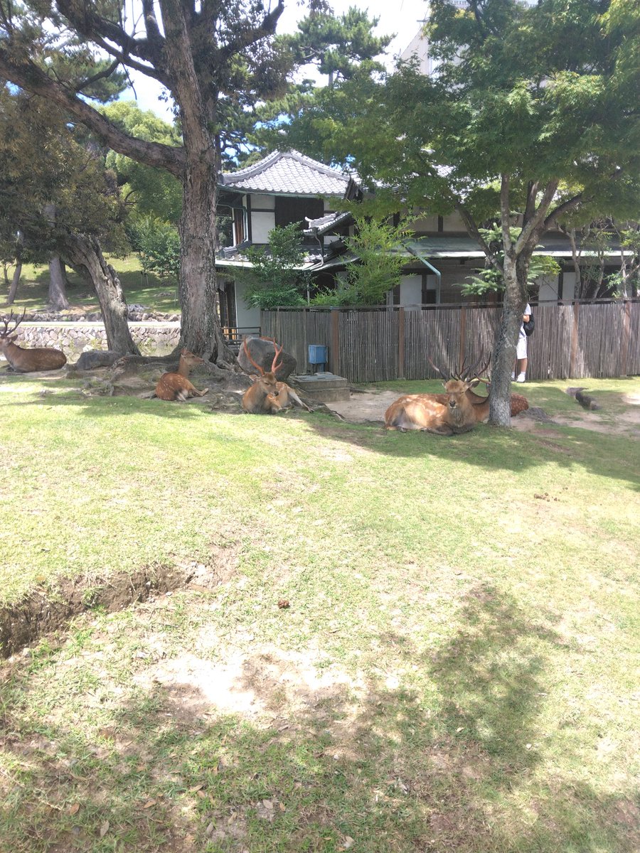 ROMONKEGANI's tweet image. 鹿