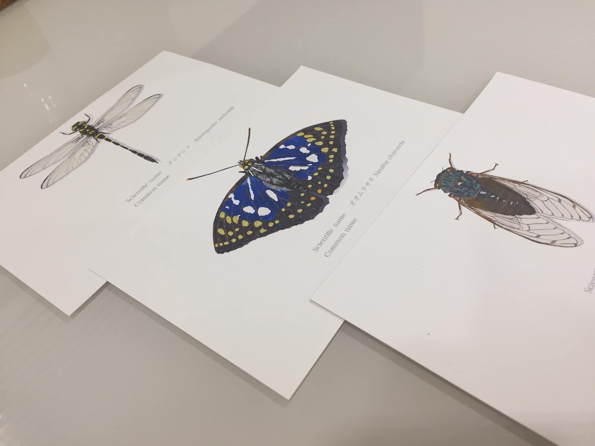 rfallax's tweet image. Insect illustration