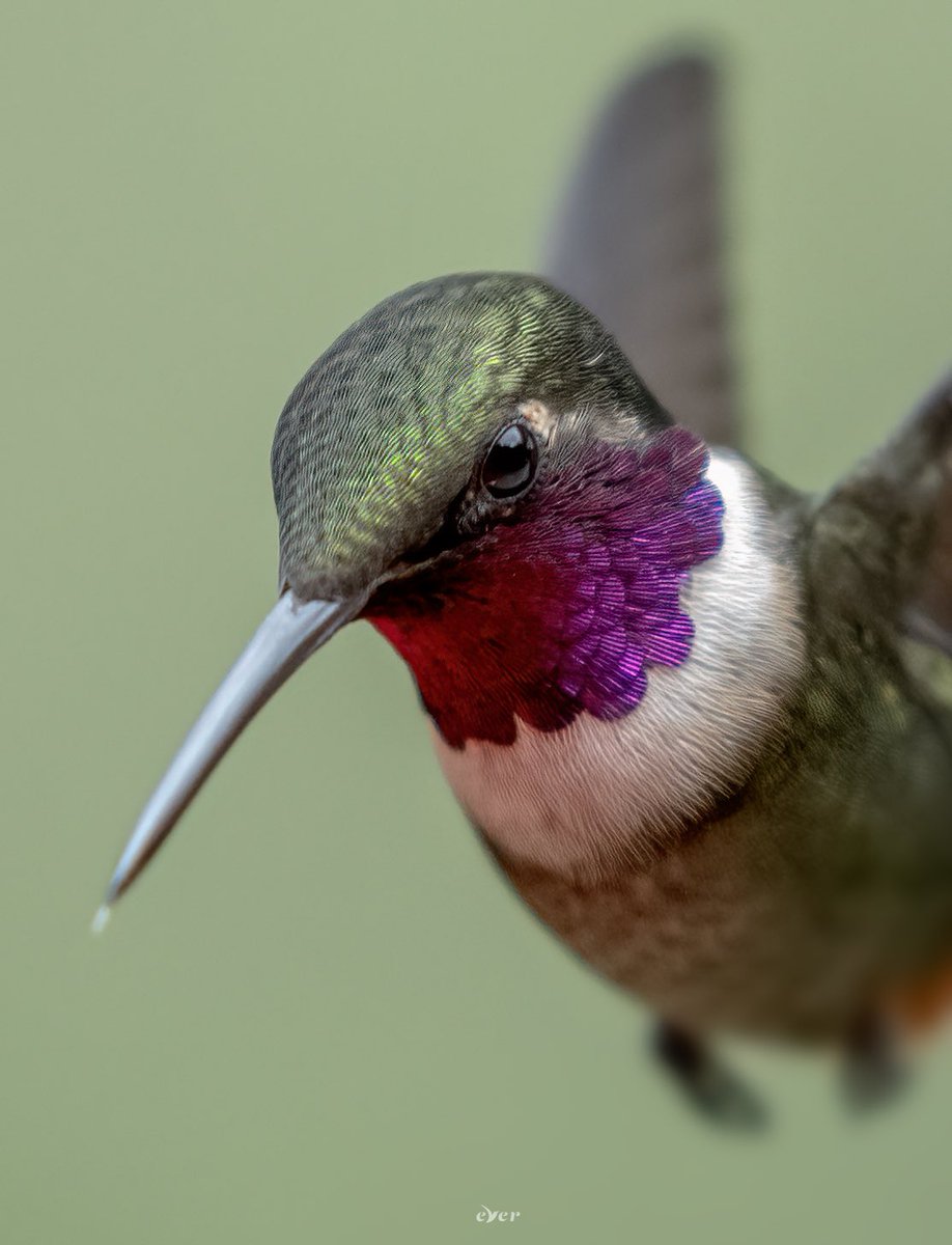 culthummingbird's tweet image. 