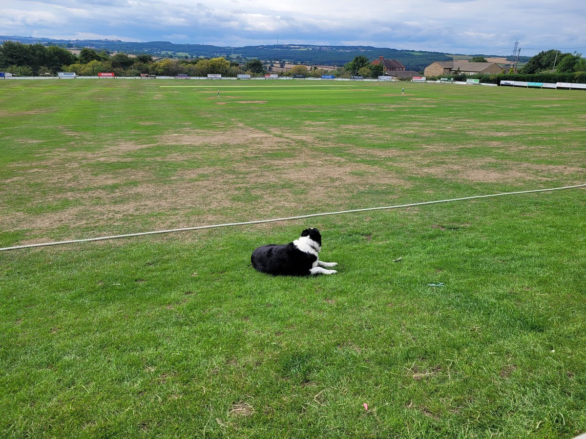 Todays cricket report is from <a href="/HighamCC/">Higham Cricket Club</a> but I'm on ball rest as I've got a limpy leg and the hoos say I've got to rest  it 🙄