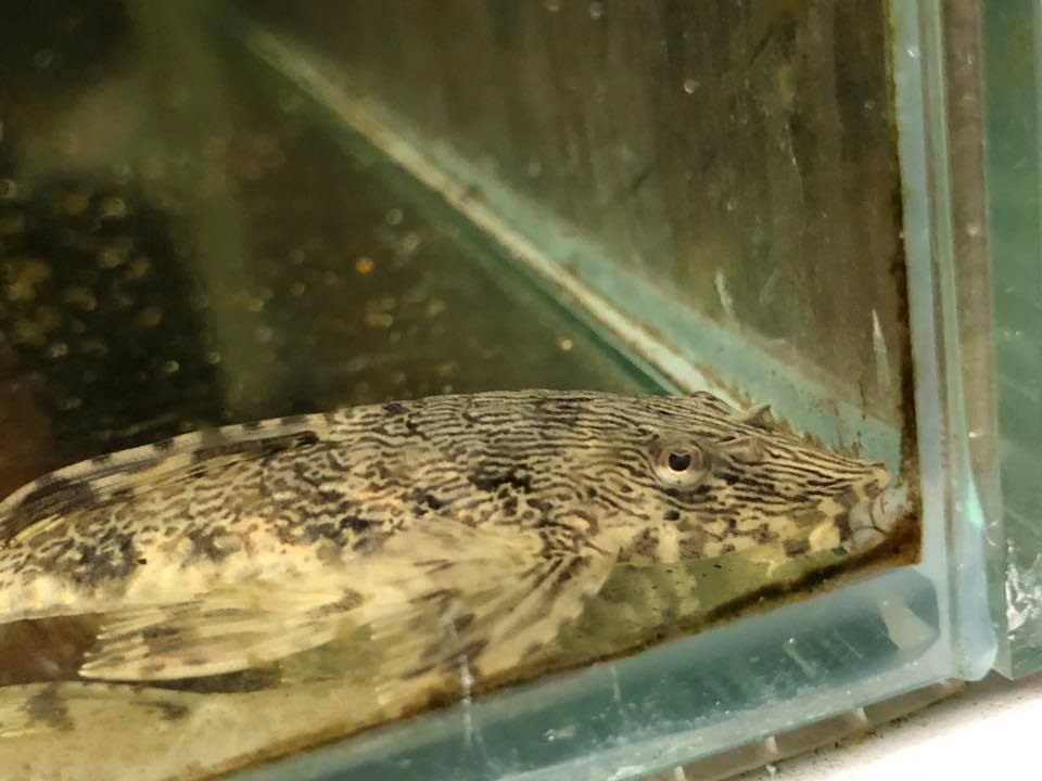 rfallax's tweet image. Rineloricaria sp &apos;Jacareacanga&apos;