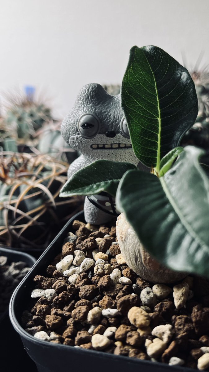 #ファグラーとの生活