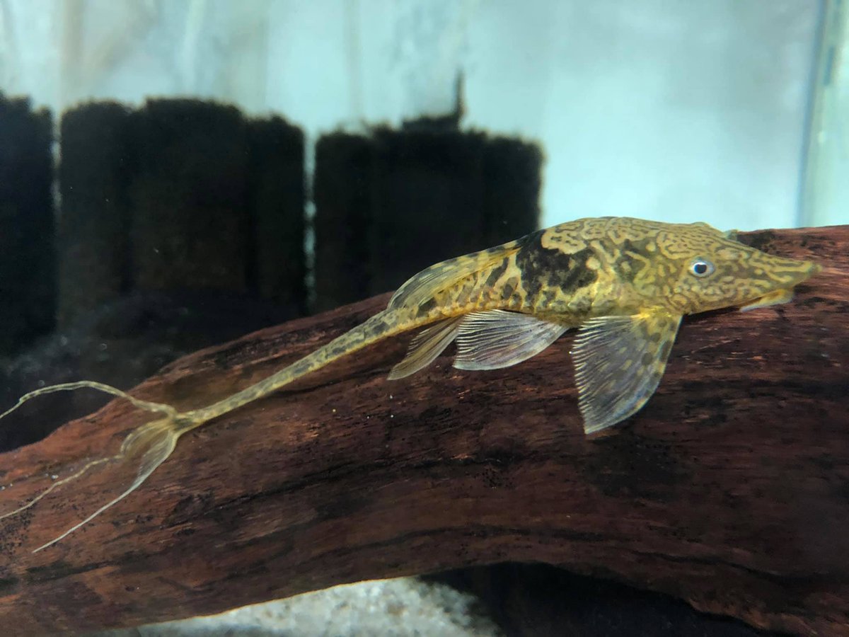 rfallax's tweet image. sturisomatichthys sp