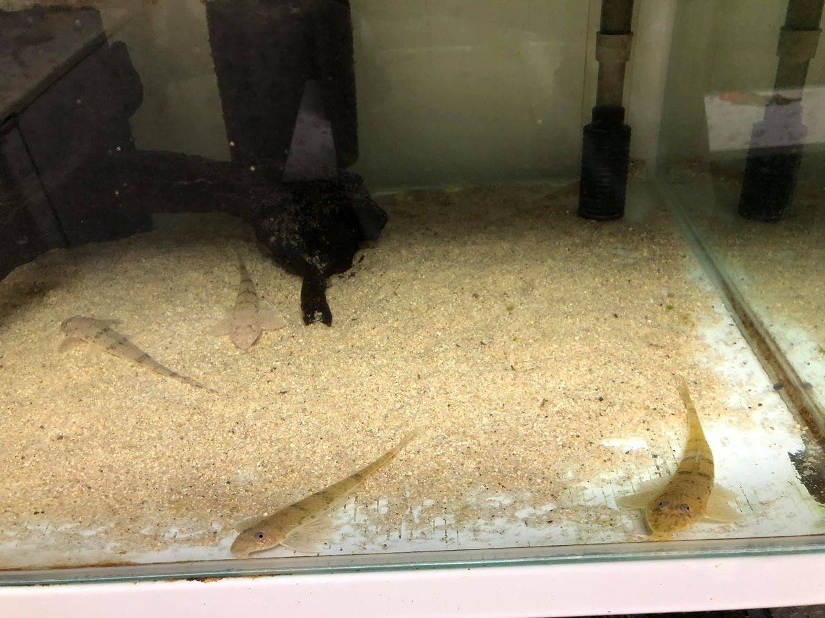 rfallax's tweet image. Limatulichthys griseus