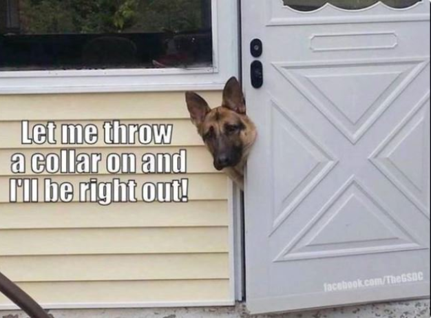 Good day, friends! 💙🦮