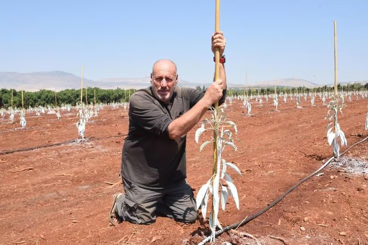 HTwzrt's tweet image. יים חדשים באדמת הגליל
לאחר שהמטע נשרף כליל מירי חיזבאללה בתחילת המלחמה, בקיבוץ משגב עם לא ויתרו- השבוע ניטעו בו 2,200 עצי אבוקדו חדשים.
"אנחנו שותלים לא רק עצים, אלא גם תקווה, אמונה והתחדשות", כך אומר עופר מושקוביץ, מנהל הגידול.
קישור לכתבה המלאה- ynet.co.il/environment...…