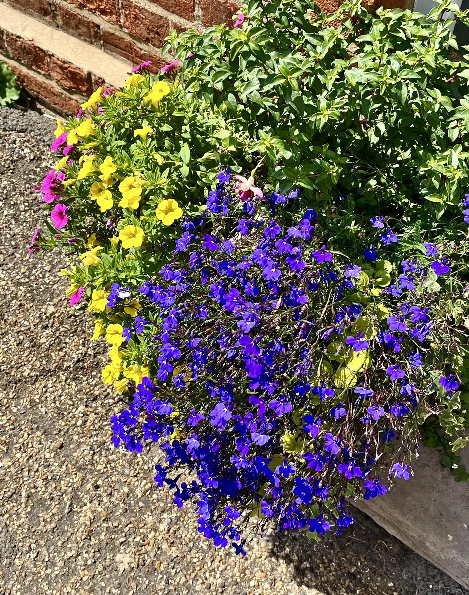 Colourful combination. 💐 #FlowersOnX