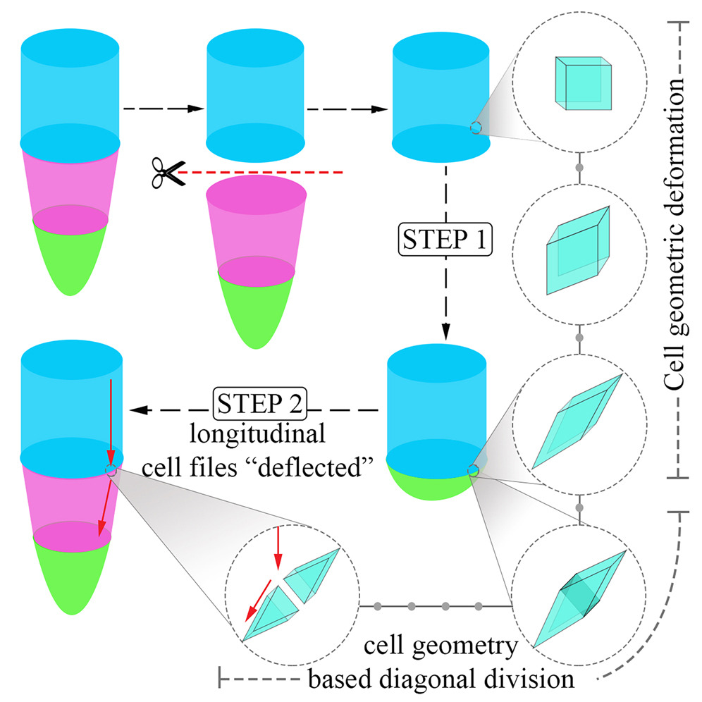 AgriExperts's tweet image. Article by Methew et al.

Wound repair in plants guided by cell geometry

#geometries
#morphogenesis
#Cytoskeletons
#anisotropic
cell.com/current-biolog…