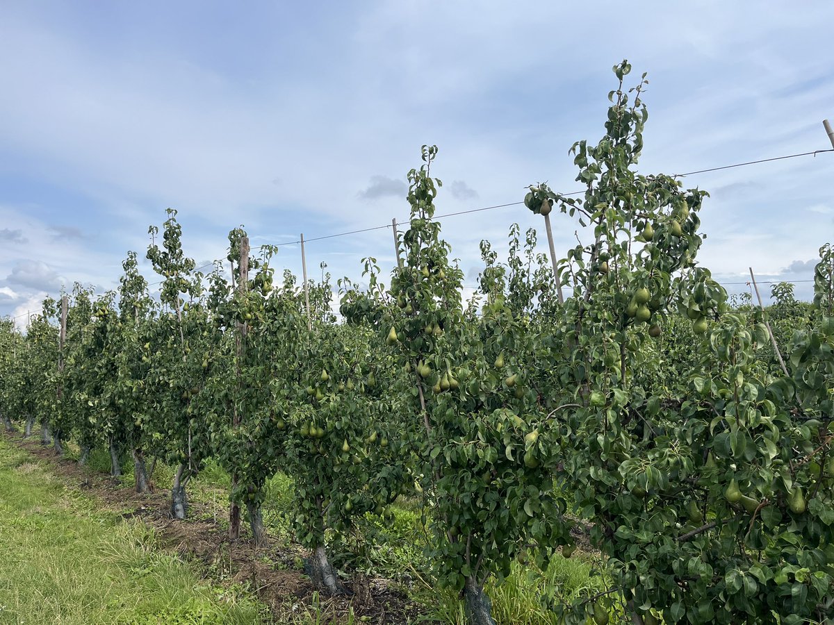 Rondje op de #akker. Foto van de bieten op zelfde locatie gisteren en vandaag. Blij met 20mm neerslag 🌧️. Wat is de beschikbaarheid van voldoende zoet water toch essentieel! Van 1 januari tot vandaag 240mm. #teelt25