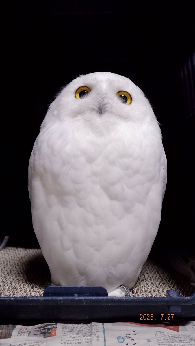 snowyOwl_nive's tweet photo. 本日のたまご🥚 https://t.co/0B4pz22t0z