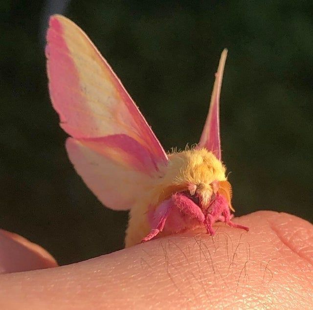 hld_0n's tweet image. guys. elita as one of these. rosy maple moth elita.
optimus has a thing for moths. YES...