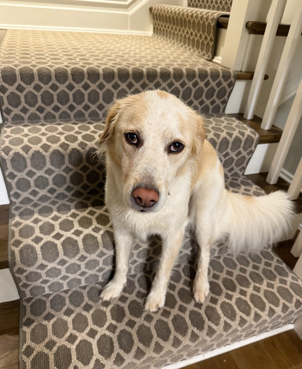 Laura Ingraham tweet media