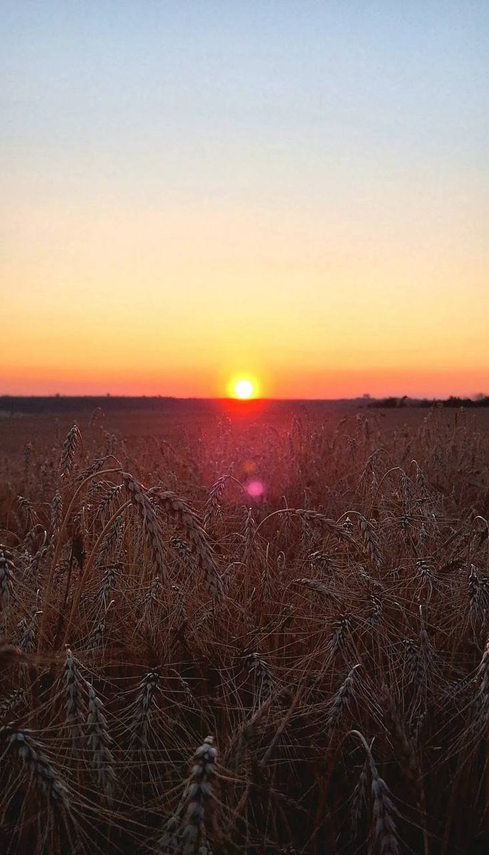 eastern_variant's tweet image. 😍🌾 Краса степів Донеччини
Фото: bogdan.blyzniuk.94 / Threads
