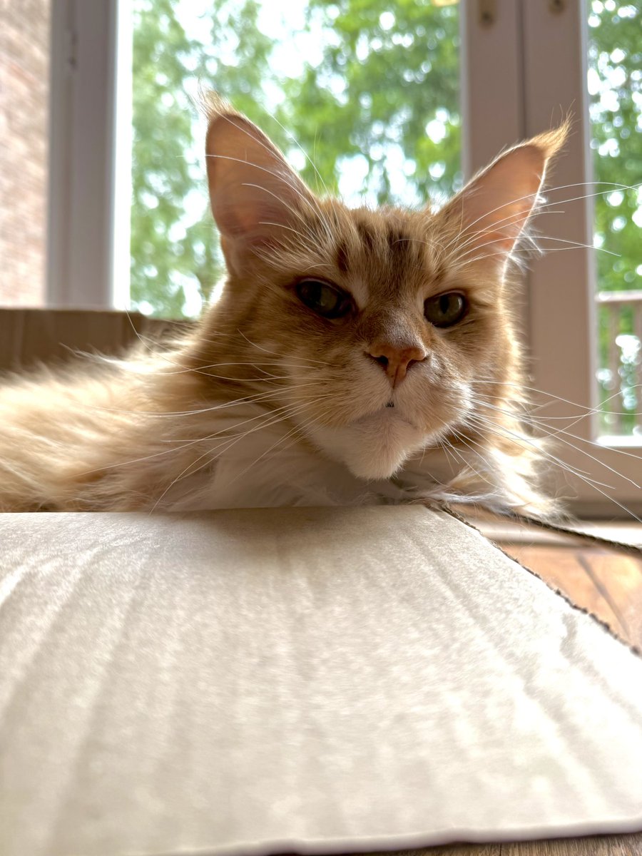 buddy_gizmo's tweet image. Gizmo has relocated to another box while his current favourite box has repairs carried out…he’s heard there’s another new one coming this week so it’s an exciting time! 😹😹🦁🦁 #catboxsunday #teamfloof #CatsOfTwitter