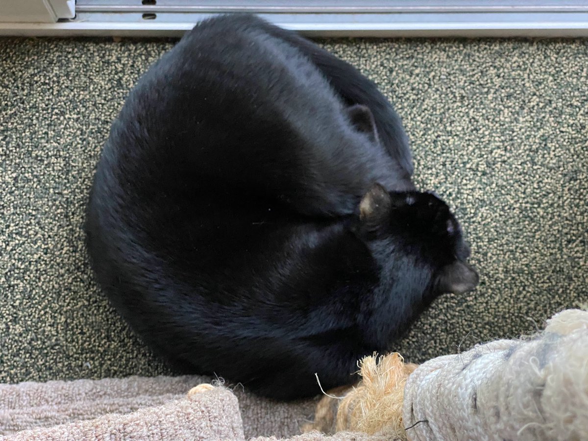 Who are you accusing of snoozing during my #Hedgewatch? I think you need a new pair of glasses human. Move along now, move along. -Bogie #SundaySnoozeling #BlackCats #CatsOfTwitter
