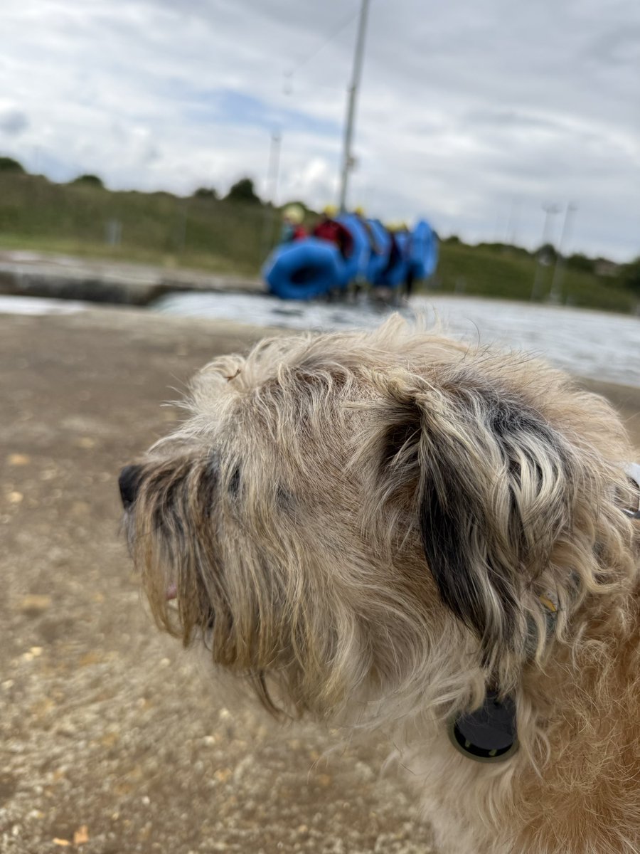 DuncanPickles's tweet image. Went to the water park and then for a wander at the flood plains… Mum says I’m a bit withdrawn and have lost my confidence… I was just mad that she didn’t bring my ballie 🎾 or take me to the village dog show today 🙄 #DuncanPickles #dogsofX #btposse #sundayvibes